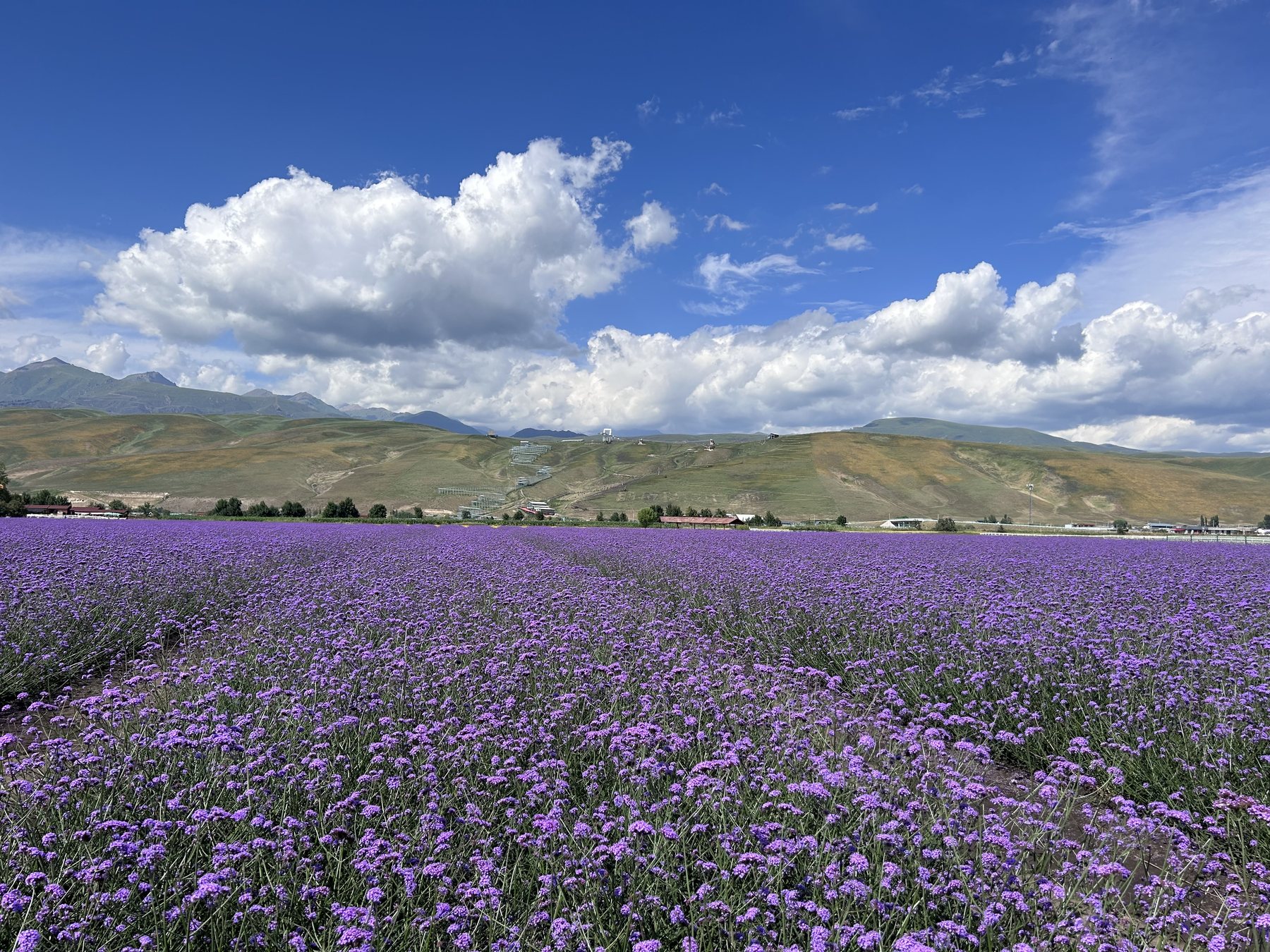 Flower Sea in Ili, Xinjiang, China