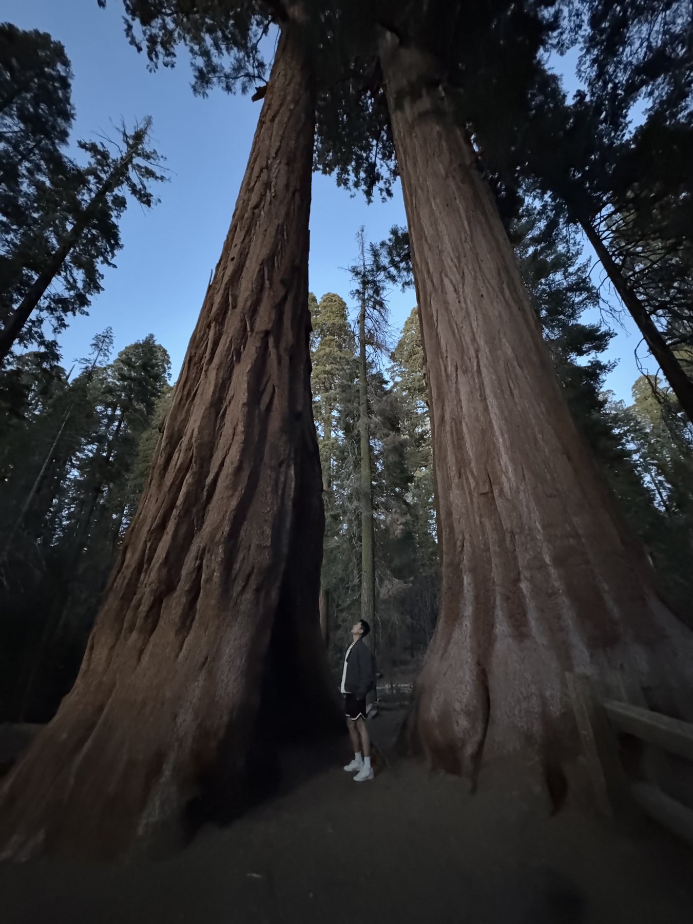 Sequoia National Park in California, United States