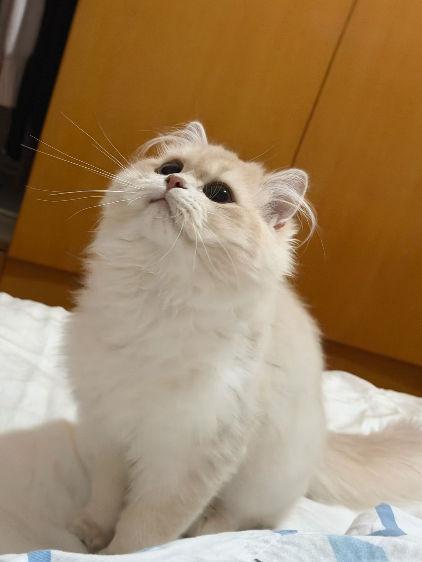 Waffle 🧇 photo