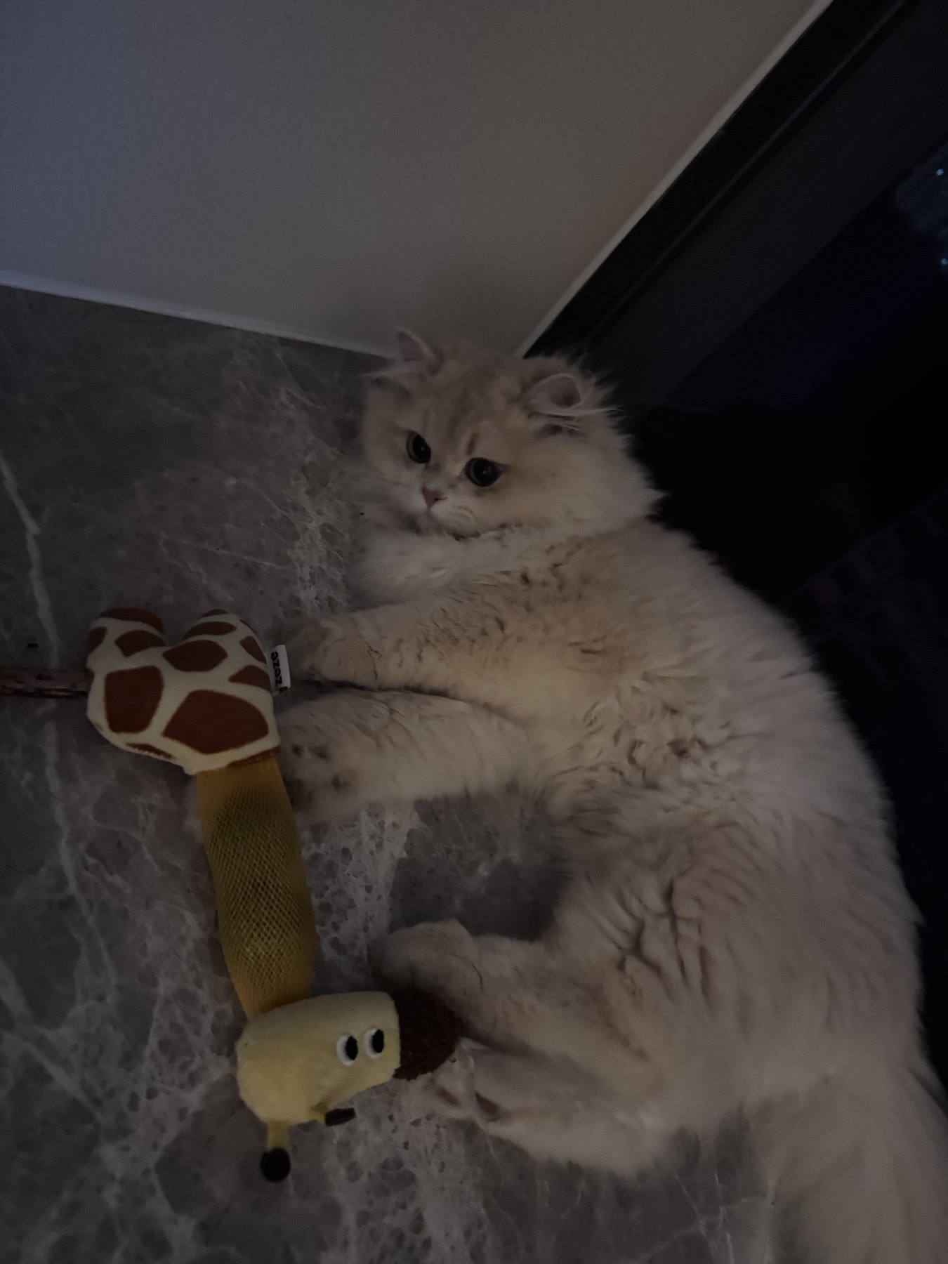 Waffle 🧇 photo