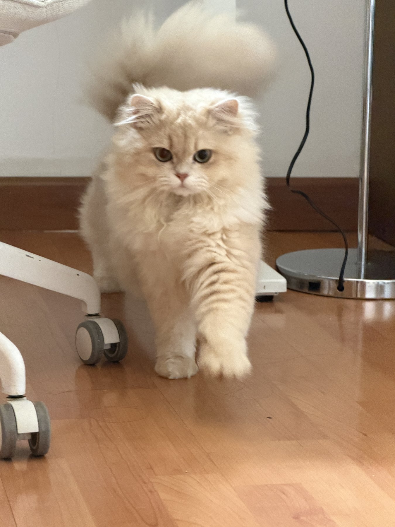 Waffle 🧇 photo